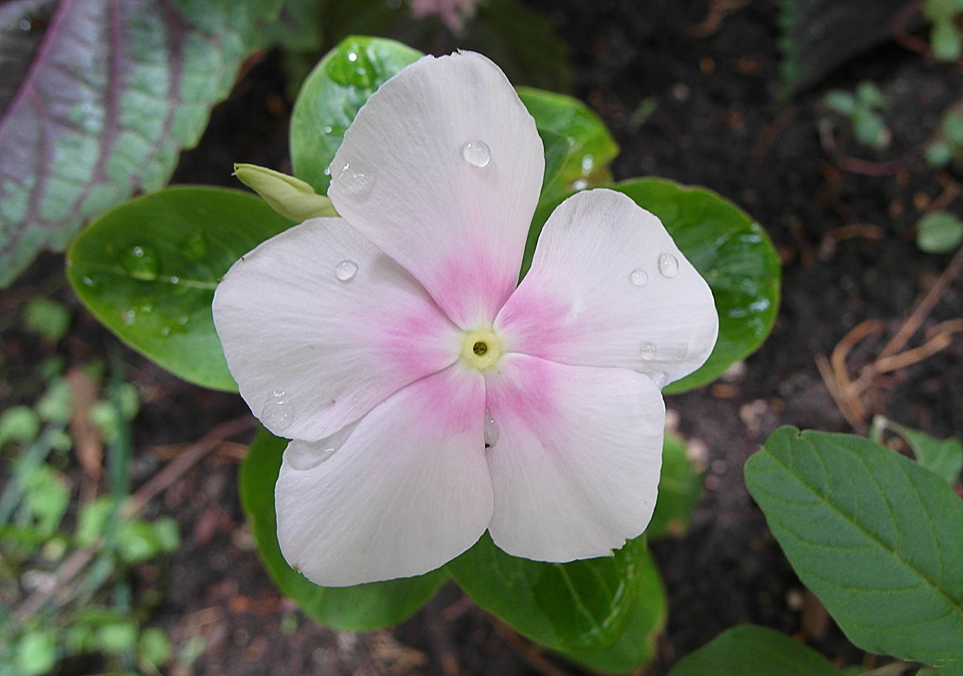 Изображение особи Catharanthus roseus.