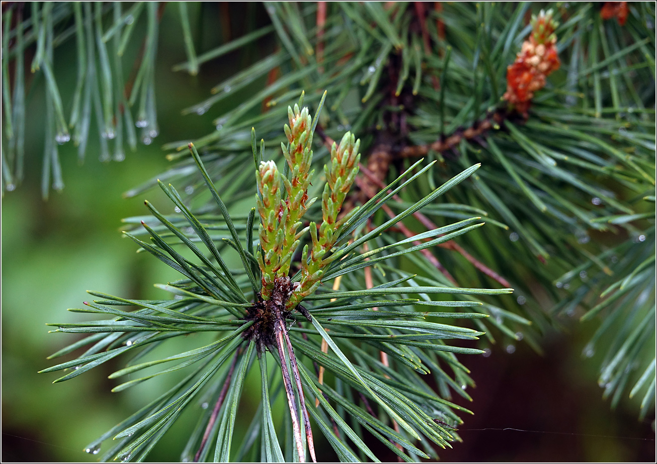 Изображение особи Pinus sylvestris.