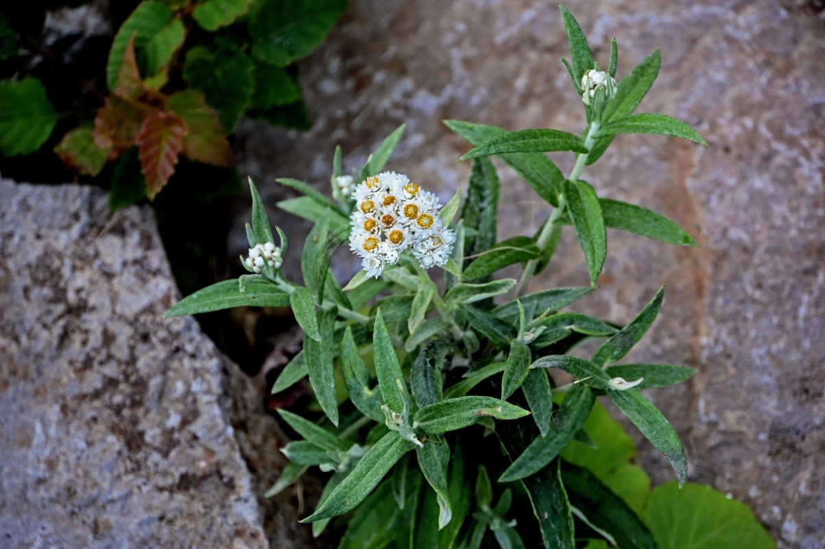 Изображение особи Anaphalis margaritacea.