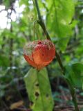 Alkekengi officinarum. Плод внутри разросшейся чашечки. Краснодарский край, городской округ Сочи, Хостинский р-н, окр. с. Хлебороб, у дороги к турбазе \"Деревенька\", широколиственный лес. 13.10.2022.