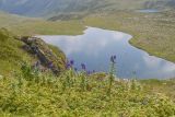 Aconitum nasutum. Верхушки цветущих растений. Карачаево-Черкесия, Урупский р-н, хр. Загедан, долина Ацгарских озёр, ≈ 2600 м н.у.м., скала, поросшая можжевельником, в куртине Juniperus hemisphaerica. 09.08.2023.