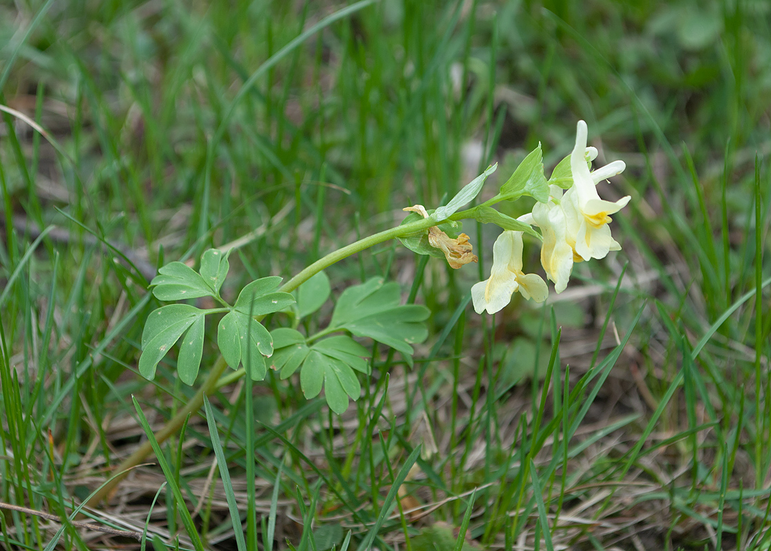 Image of Corydalis bracteata specimen.