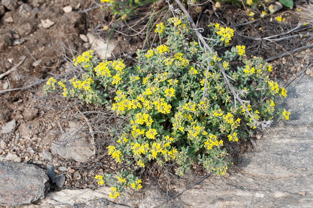 Image of Odontarrhena obovata specimen.