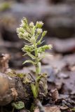 Petasites albus