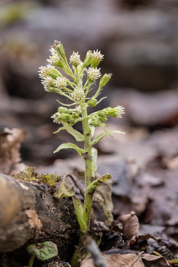 Image of Petasites albus specimen.