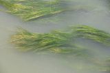 род Potamogeton. Вегетирующие растения. Узбекистан, г. Самарканд, русло реки Сиаб в черте города. 7 мая 2022 г.