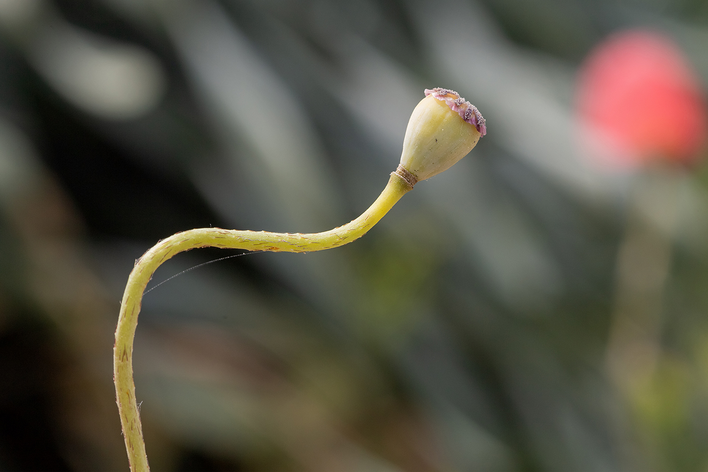 Image of Papaver umbonatum specimen.