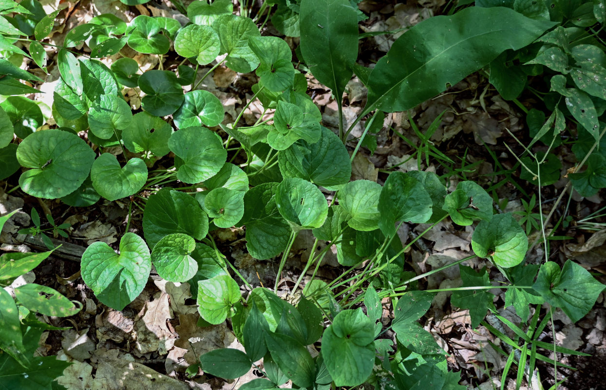 Image of Viola mirabilis specimen.