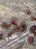 Ulmus pumila. Часть ветви с соцветиями. Хабаровский край, окр. г. Комсомольск-на-Амуре, вдоль грунтовой дороги. 25.04.2024.