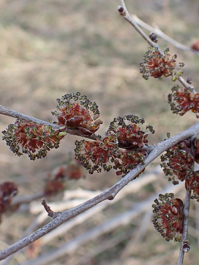 Image of Ulmus pumila specimen.