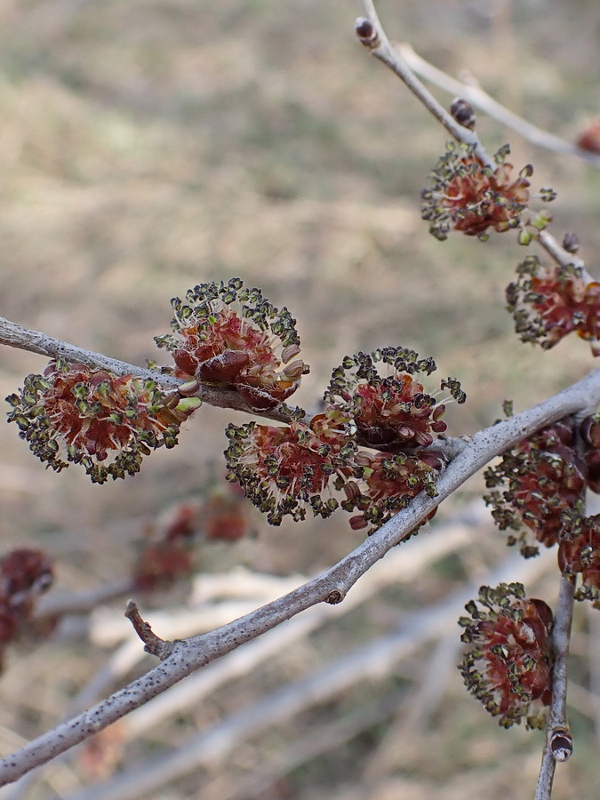 Изображение особи Ulmus pumila.