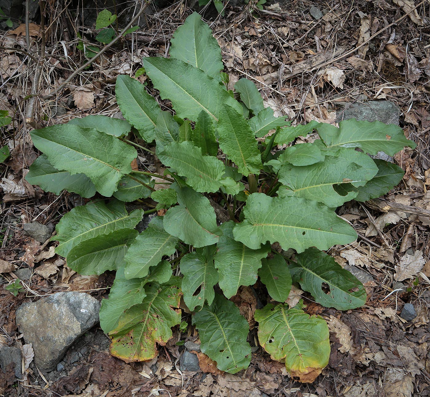 Изображение особи род Rumex.
