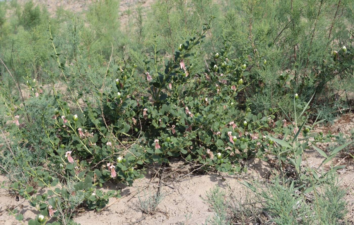 Изображение особи Capparis spinosa.