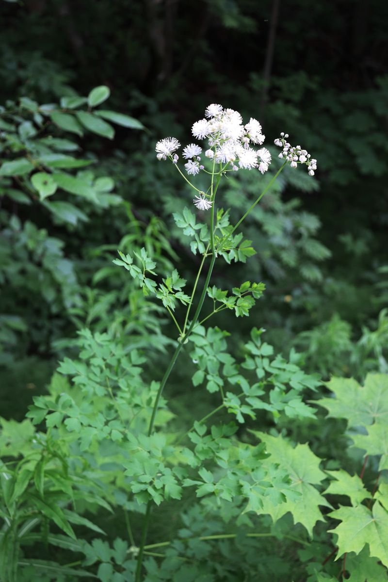Изображение особи Thalictrum aquilegiifolium.
