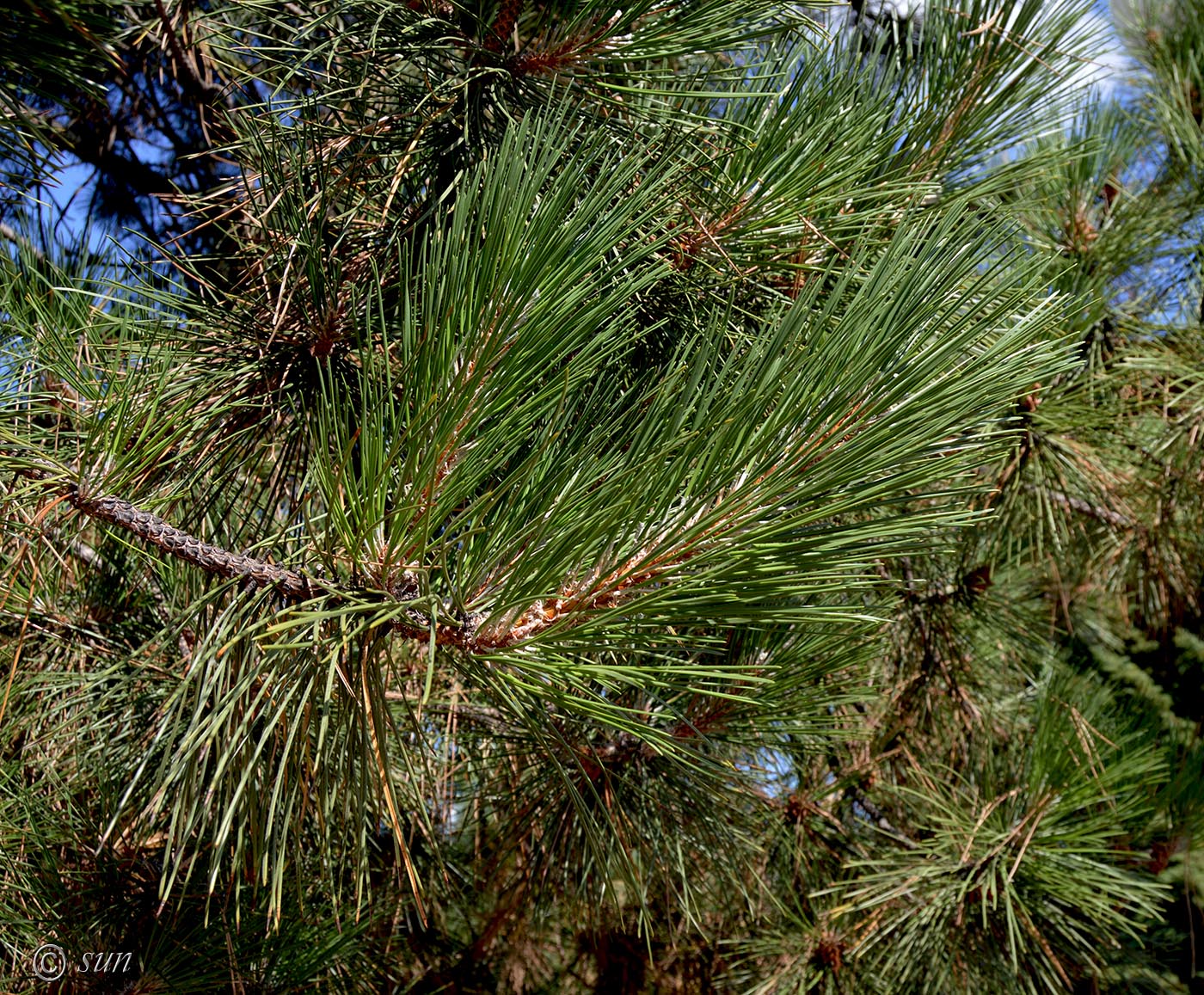 Изображение особи Pinus nigra.