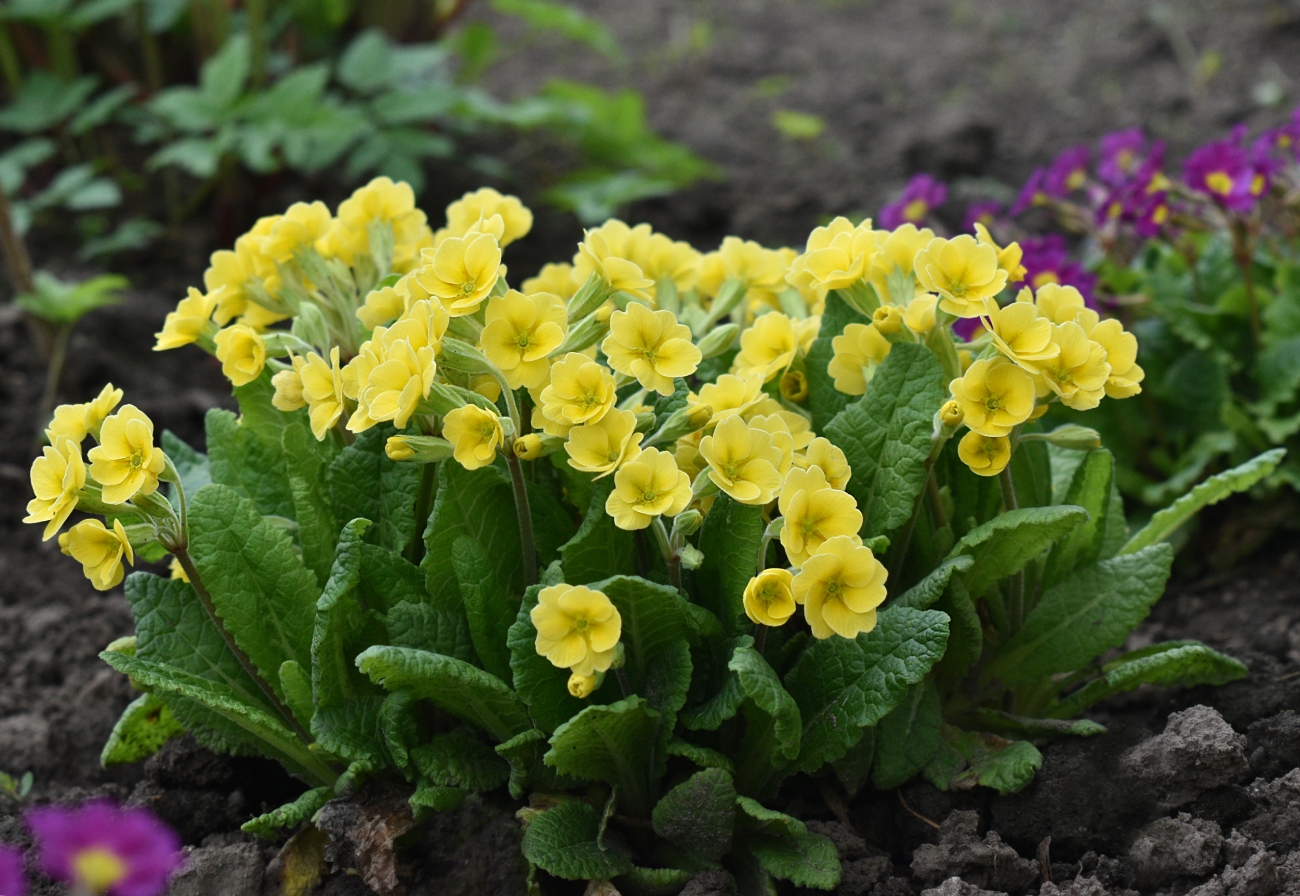 Image of genus Primula specimen.