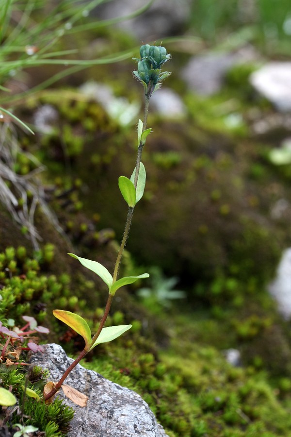 Image of Veronica alpina specimen.