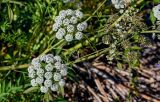 Cicuta virosa. Соцветия. Вологодская обл., Кирилловский р-н, с. Горицы, берег р. Шексна, каменистый участок берега. 12.07.2024.