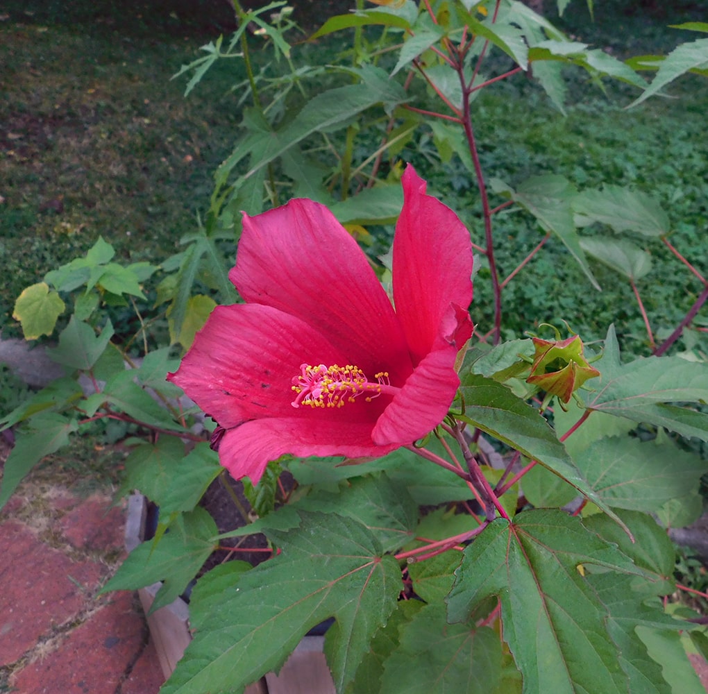 Изображение особи Hibiscus × hybridus.