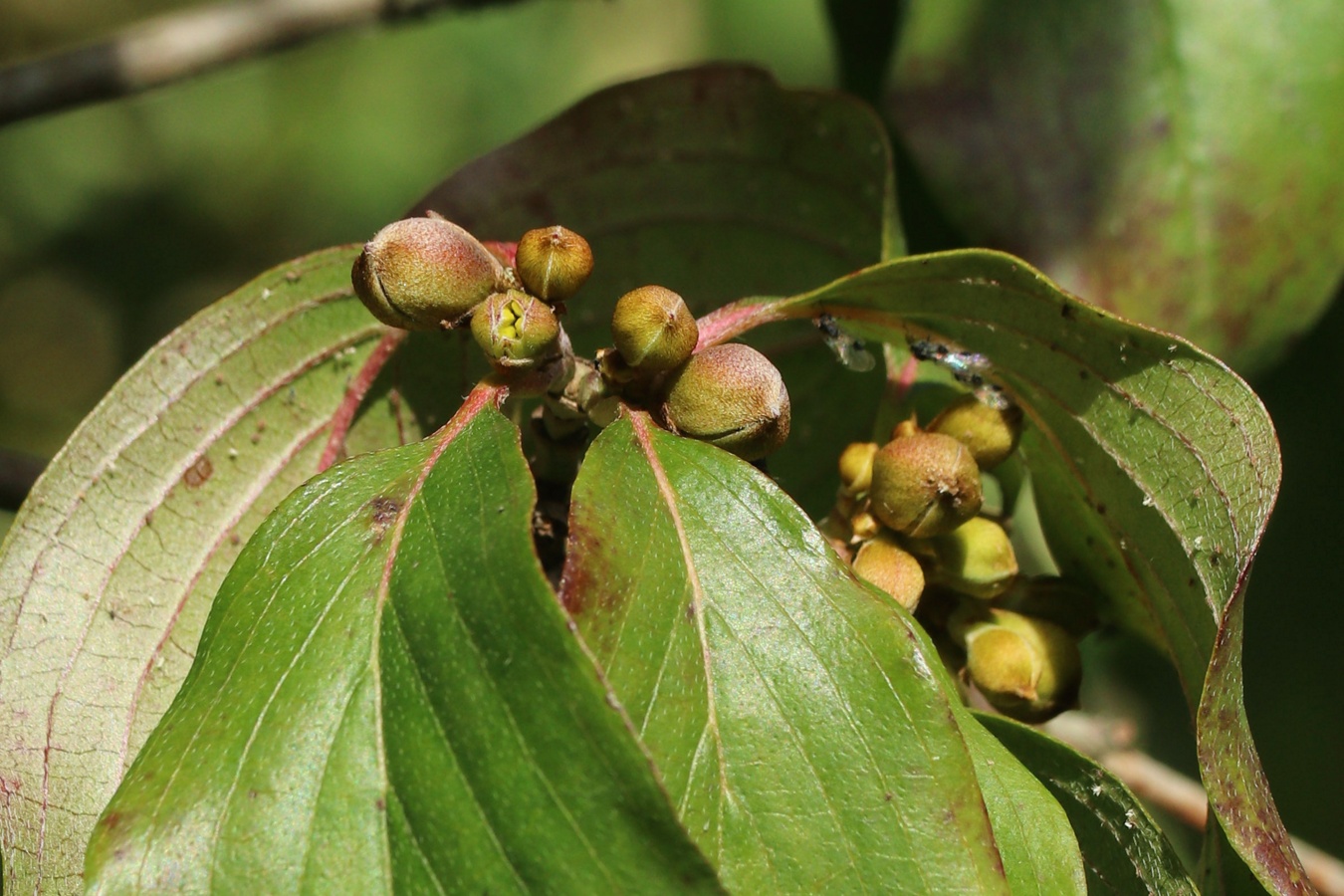 Image of Cornus mas specimen.
