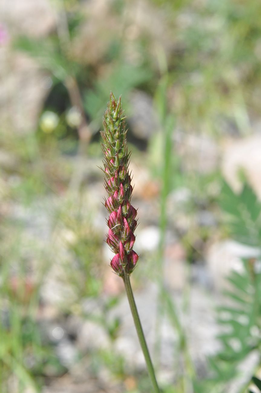 Image of Onobrychis biebersteinii specimen.