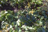 Farfugium japonicum