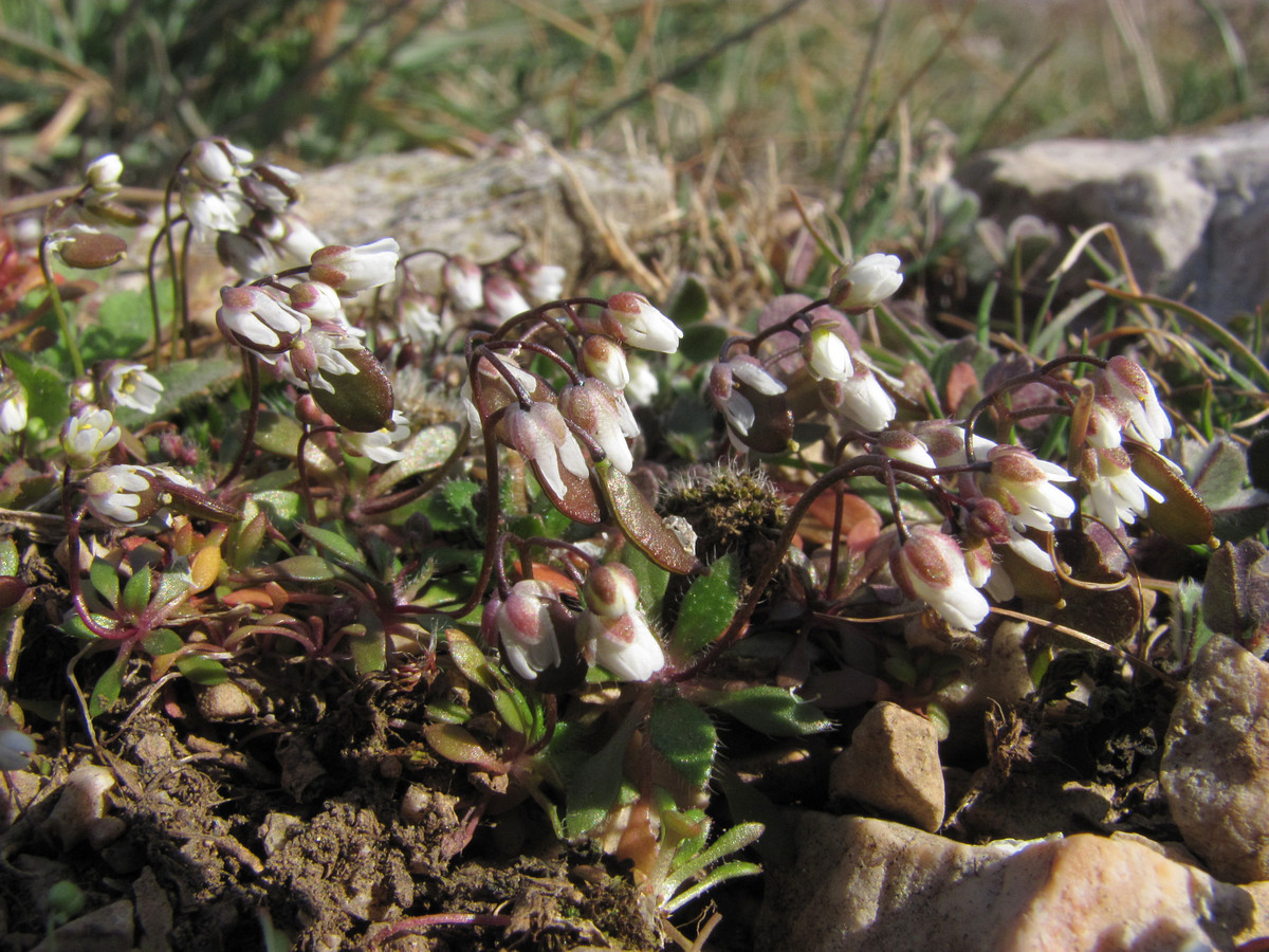 Image of Erophila praecox specimen.