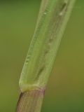 Cenchrus echinatus. Основание листа. Таиланд, Бангкок, Донмыанг, пустырь среди городской застройки. 23.07.2024.