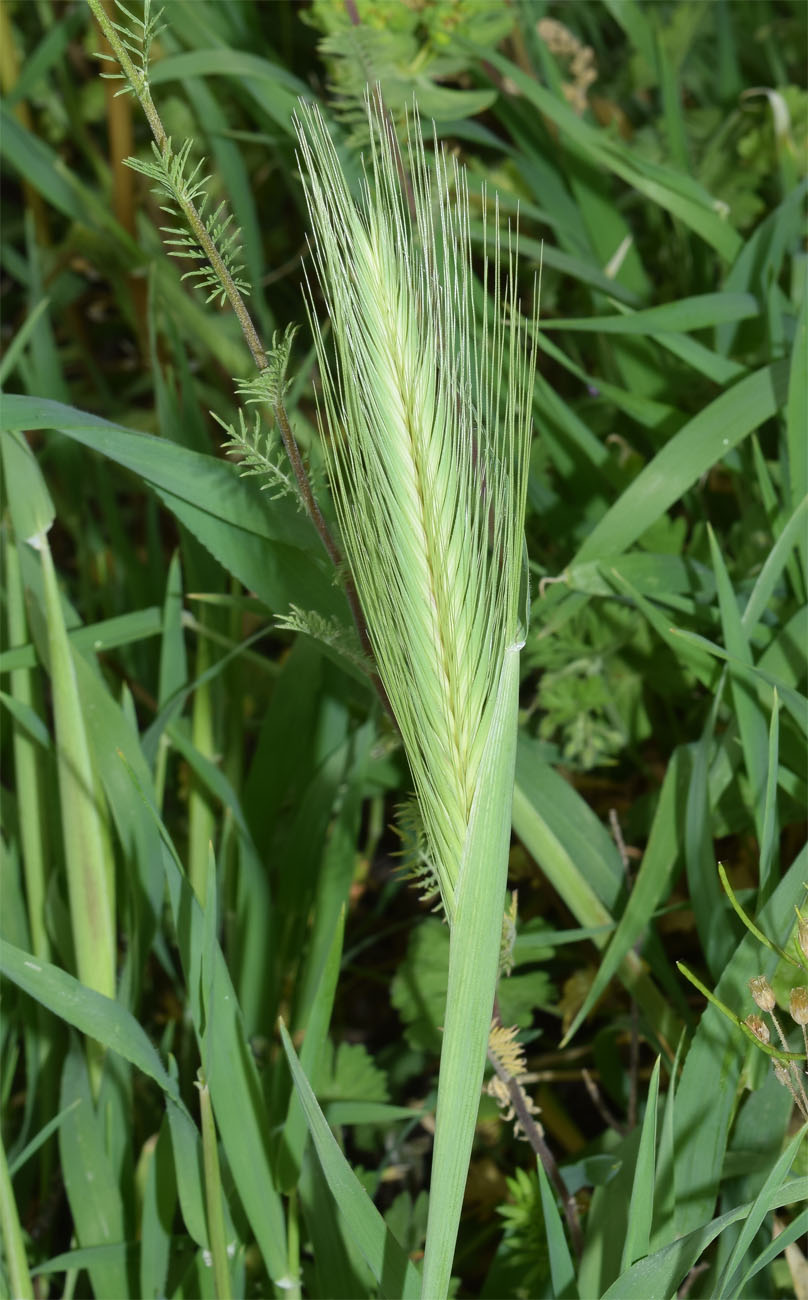 Изображение особи Hordeum leporinum.
