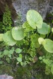 класс Polypodiopsida