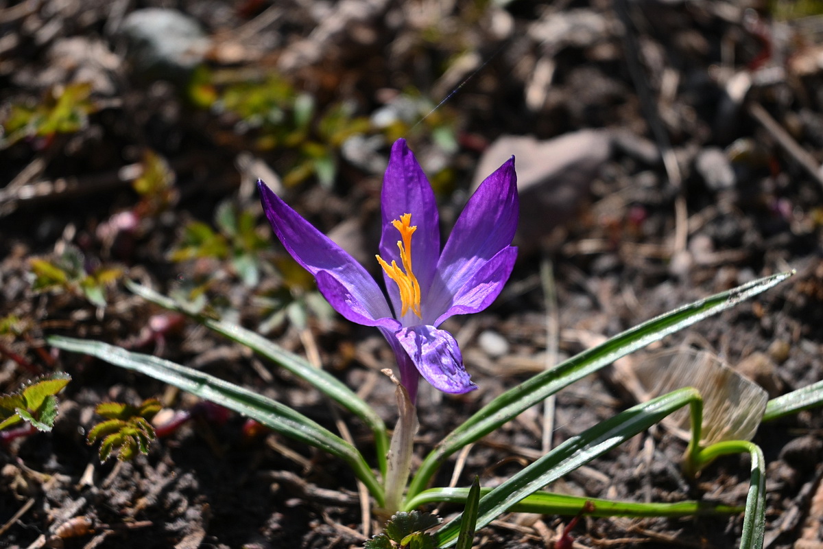 Изображение особи род Crocus.