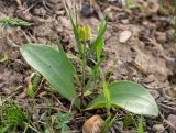 Rhinopetalum stenantherum