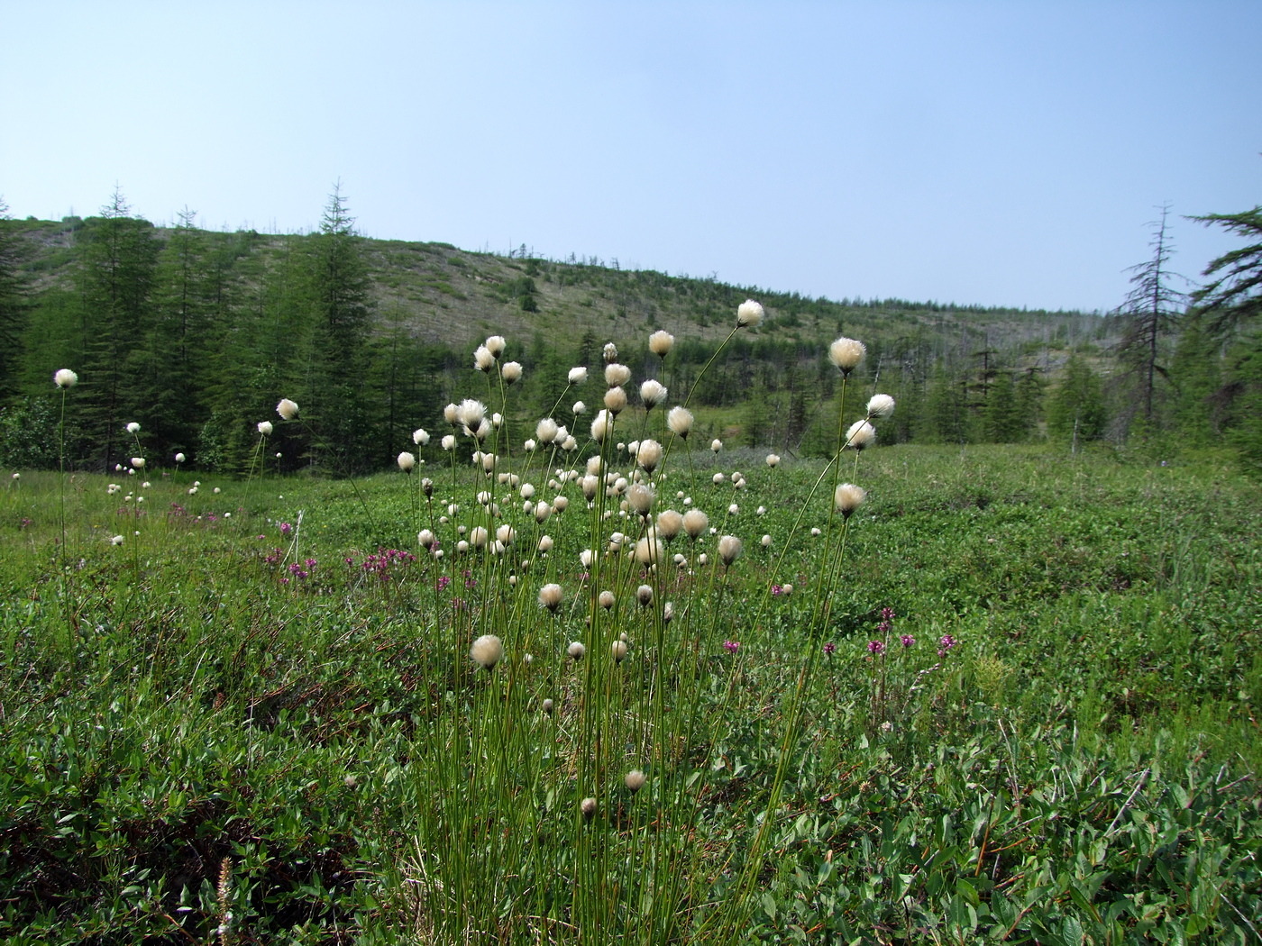 Image of Eriophorum brachyantherum specimen.