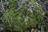 Thamnobryum alopecurum
