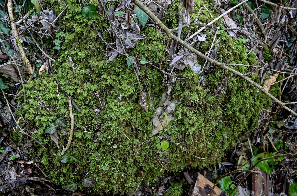 Image of Thamnobryum alopecurum specimen.