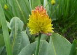 Смотреть изображение Allium fedtschenkoanum
