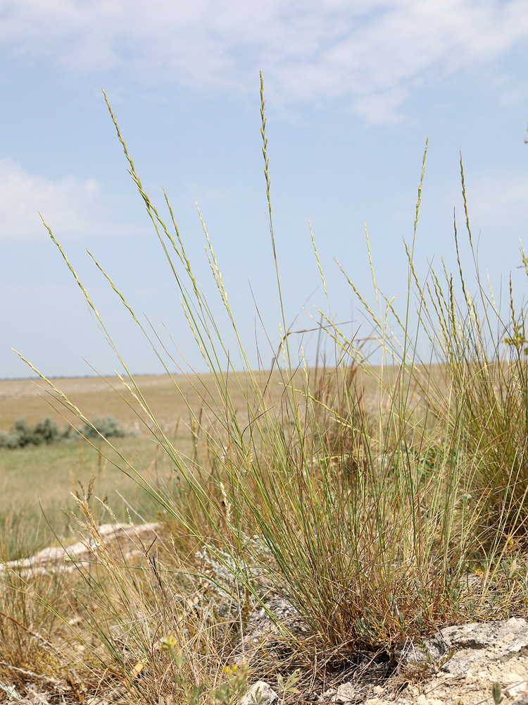Image of Elytrigia stipifolia specimen.
