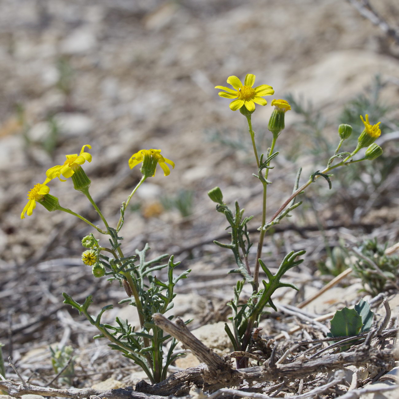 Image of Senecio noeanus specimen.