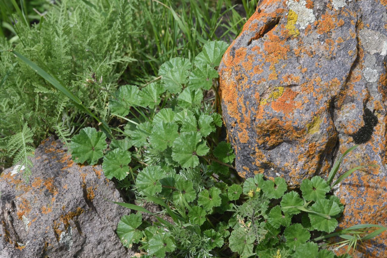 Image of genus Malva specimen.