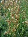Bromopsis inermis. Цветущие соцветия. Хабаровский край, г. Комсомольск-на-Амуре, обочина грунтовой дороги. 25.06.2025.