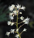 × Heucherella hybrida. Верхушка соцветия ('Solar Power'). Тульская обл., Венёвский р-н, в культуре. 28.08.2019.
