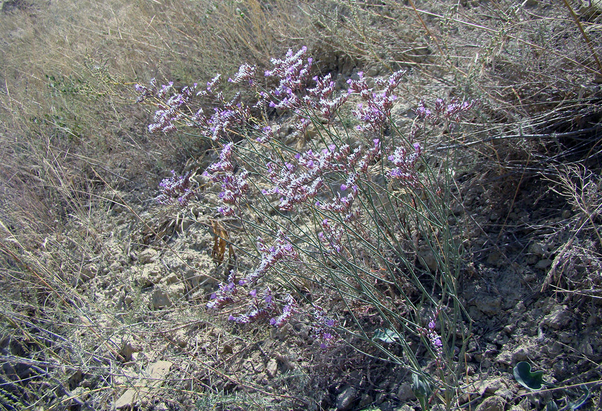 Изображение особи Limonium narynense.