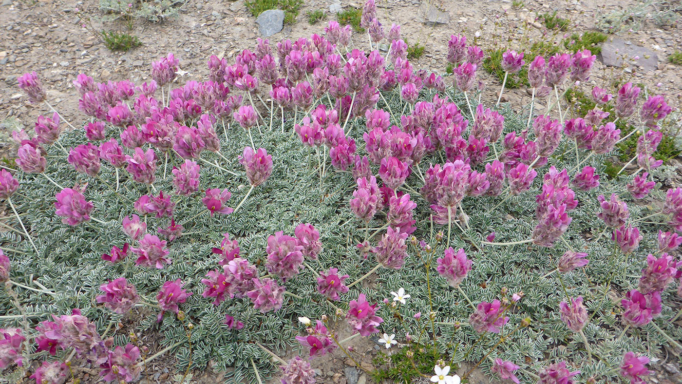 Image of Hedysarum minjanense specimen.