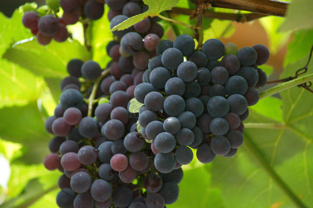 Image of Vitis labrusca specimen.