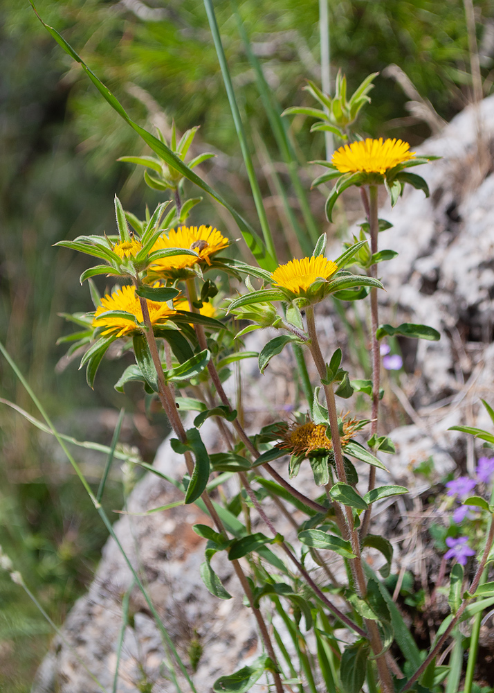 Изображение особи Pallenis spinosa.