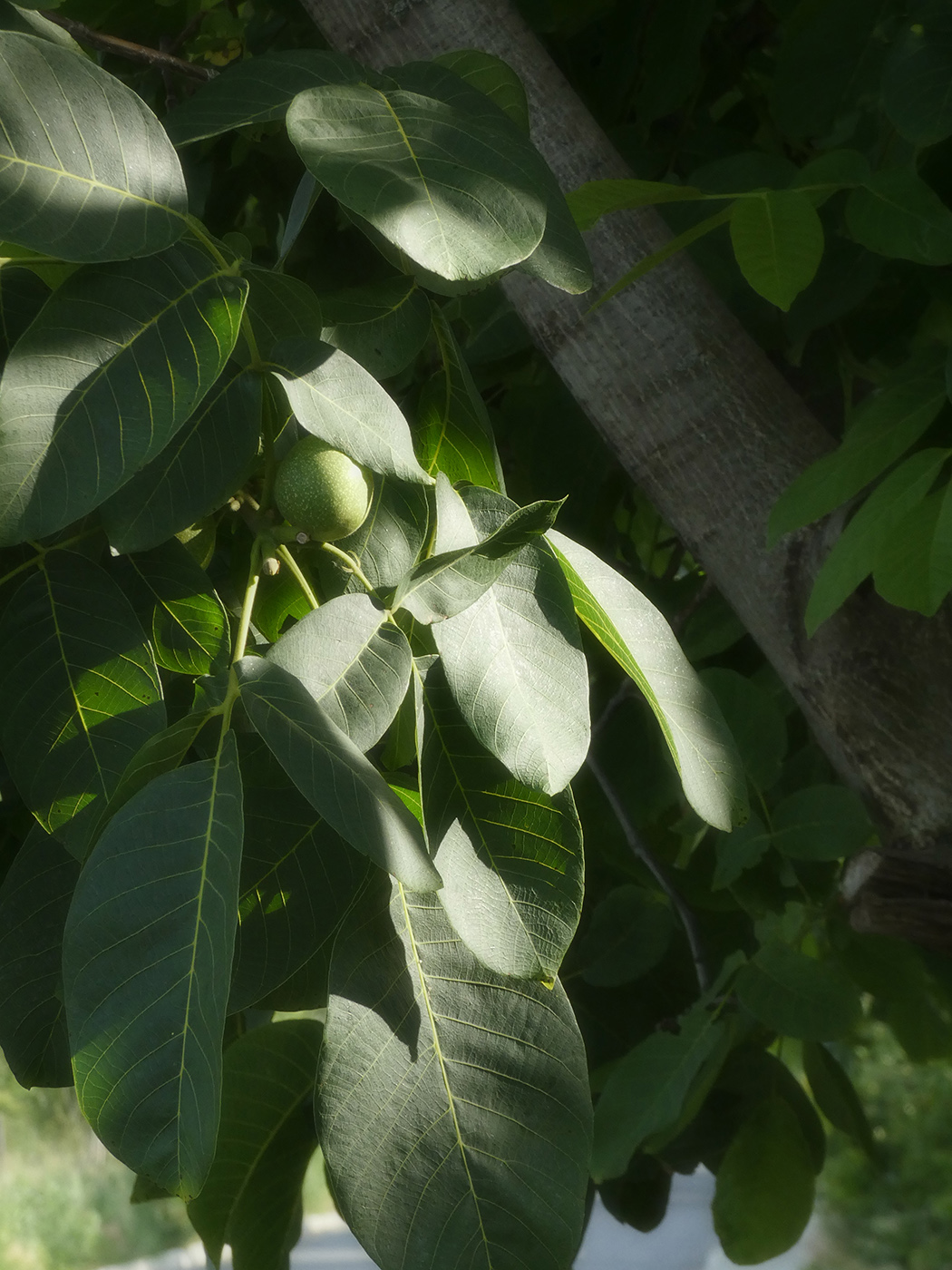 Изображение особи Juglans regia.