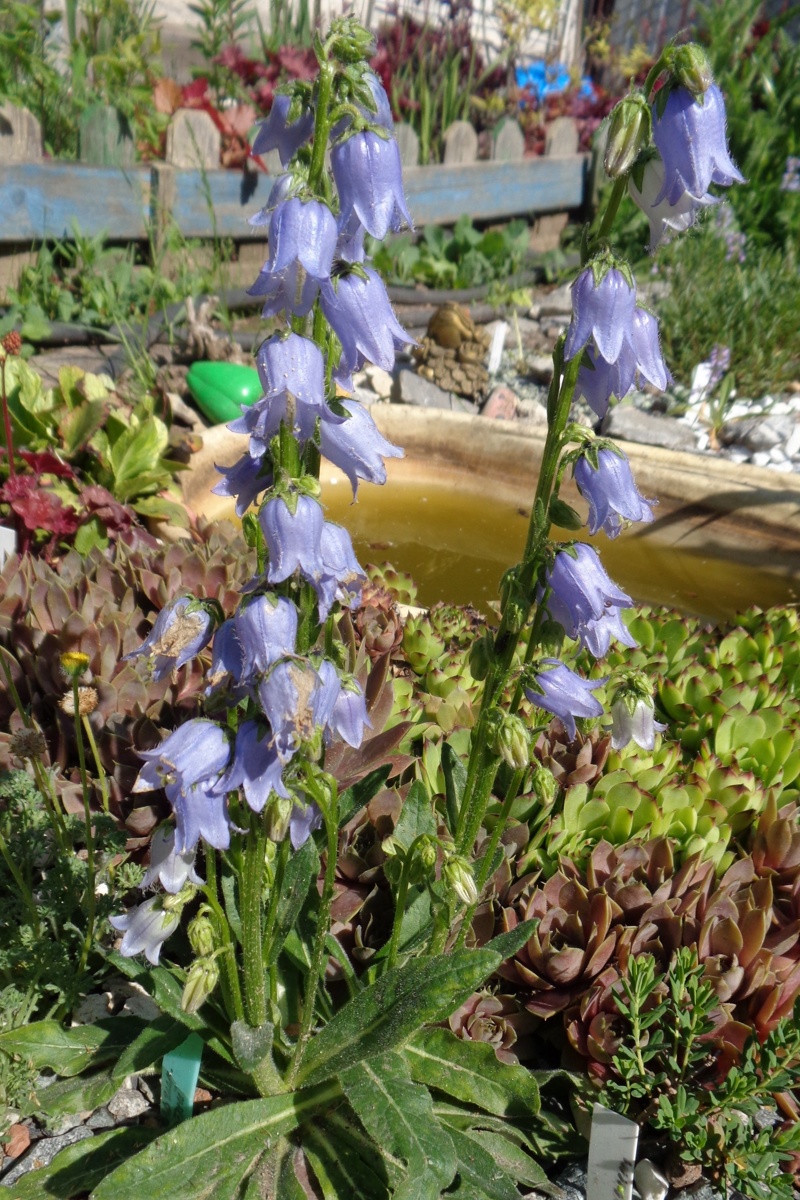 Изображение особи Campanula barbata.