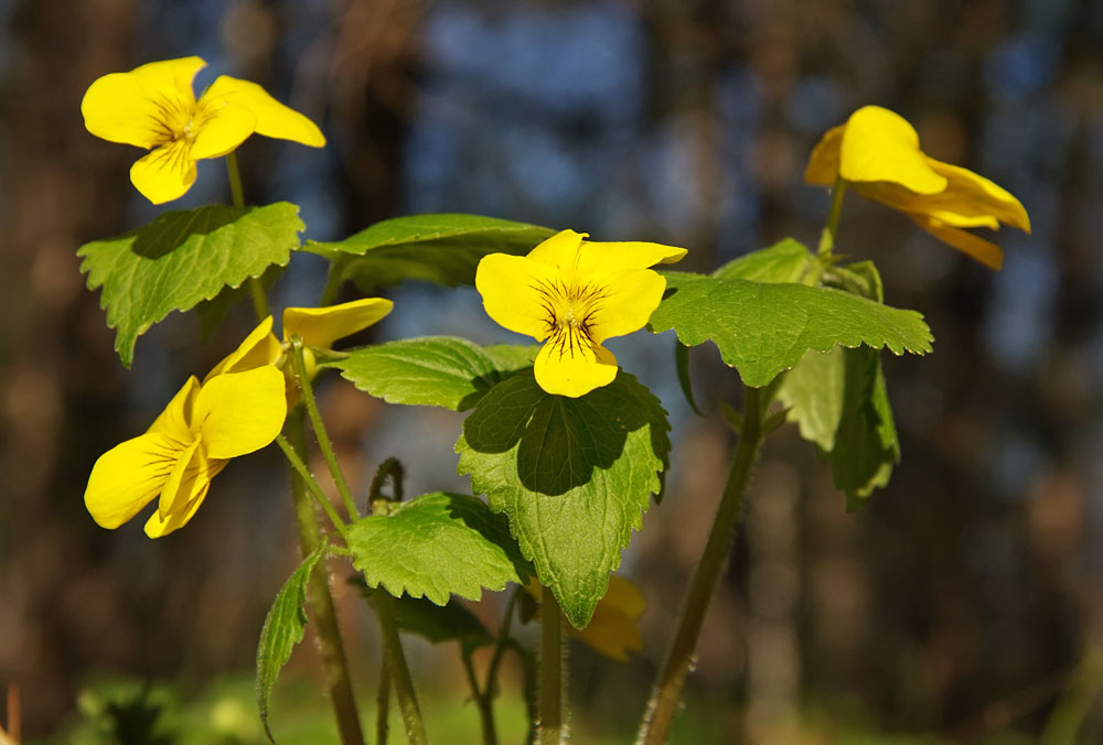 Изображение особи Viola uniflora.