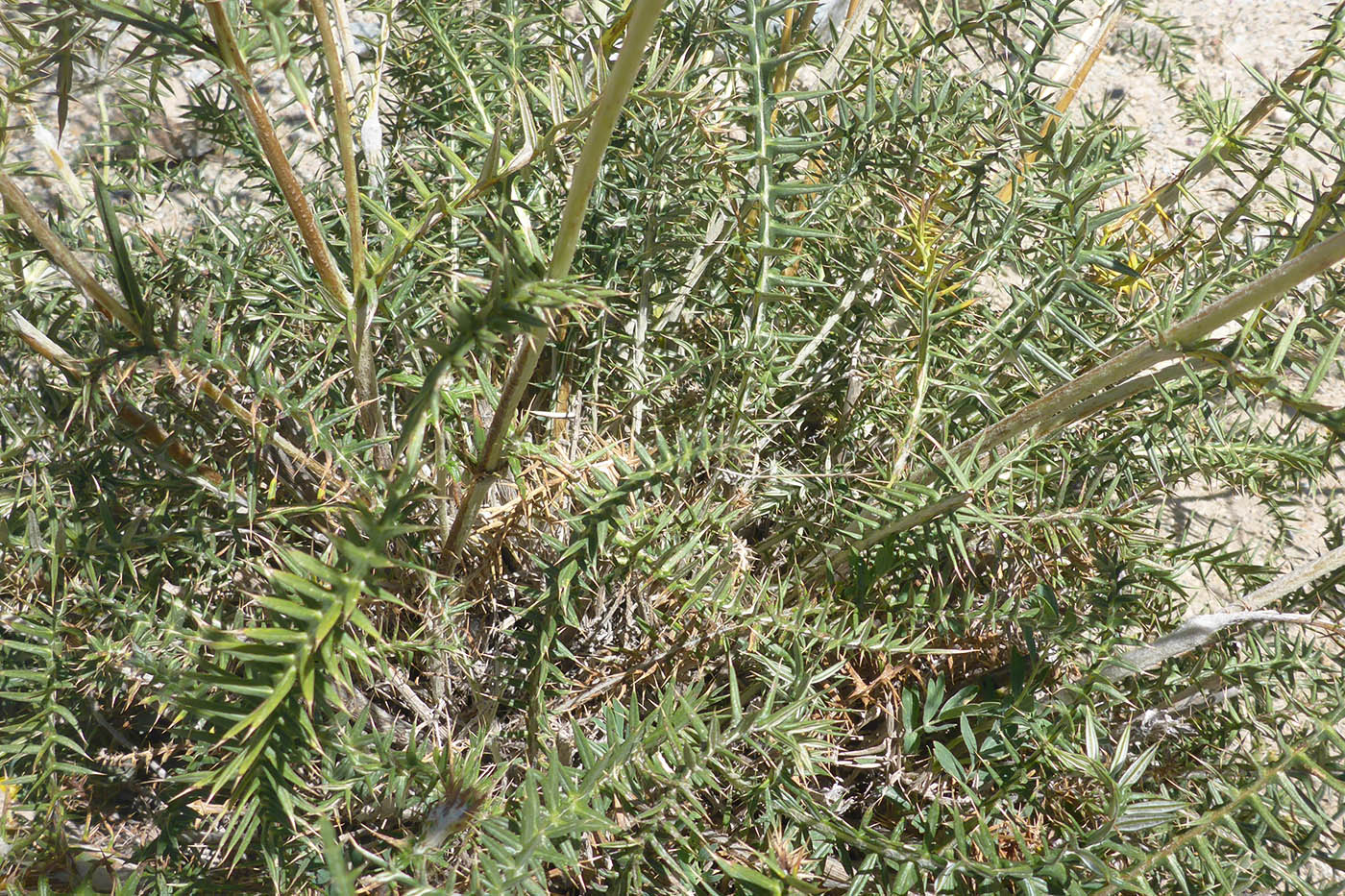 Изображение особи род Cousinia.