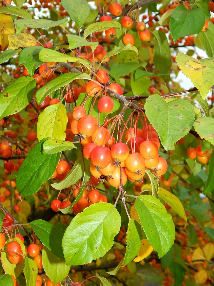 Изображение особи Malus baccata.